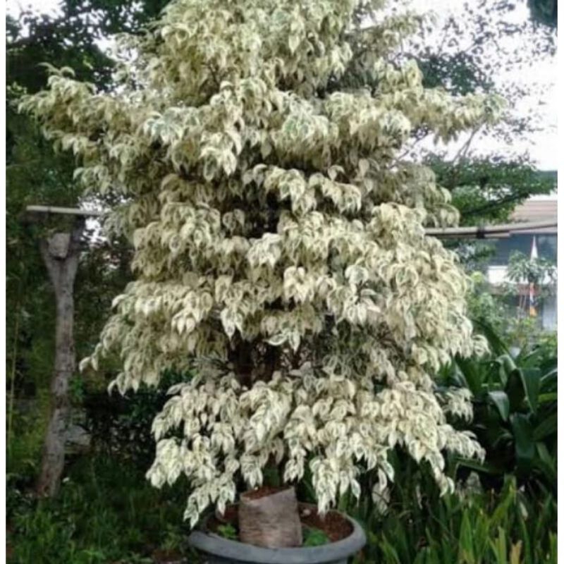 tanaman hias bahan bonsai beringin putih rimbun