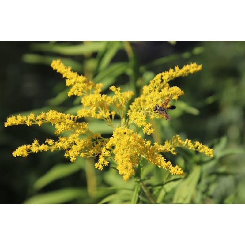 bibit bunga golden rod vegetasi lebah klanceng