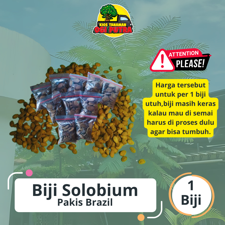 

Biji Bibit Solobium atau Pakis Brazil Beli 10 Free 1