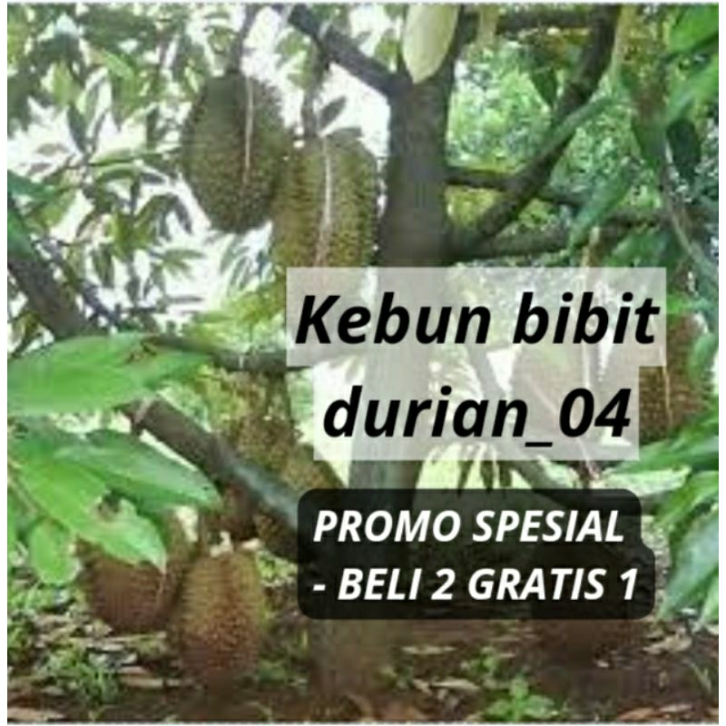 Bibit Durian Montong Thailand / Cepat berbuah / Hasil Okulasi