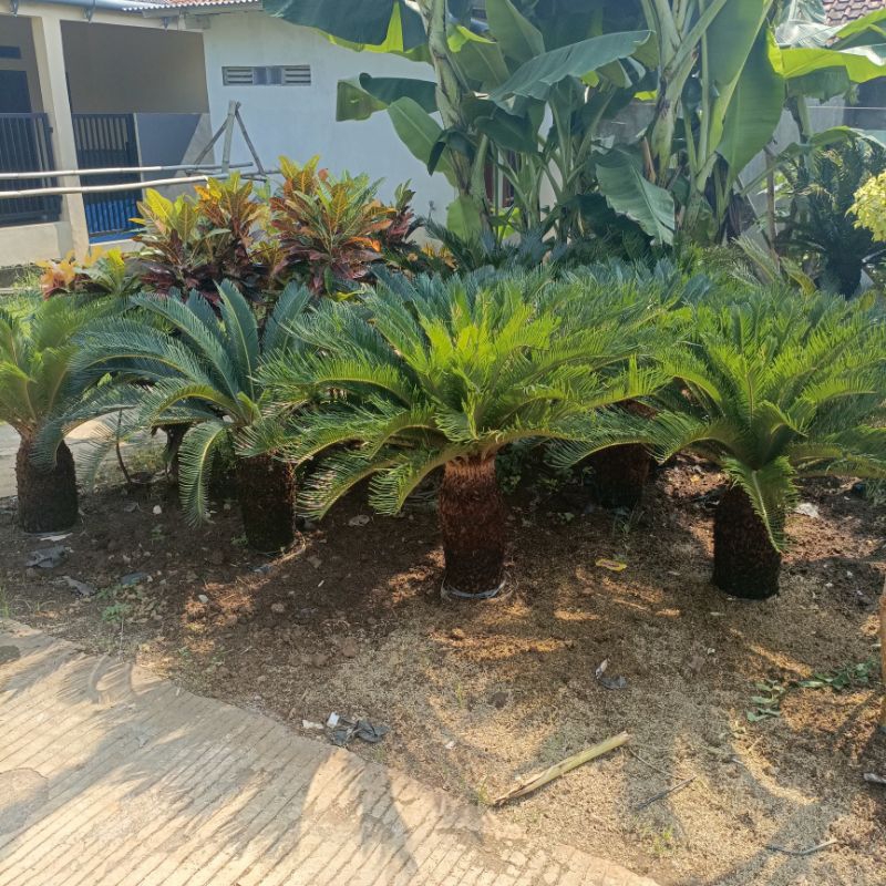tanaman hias palem sikas pohon palm sikas batang besar