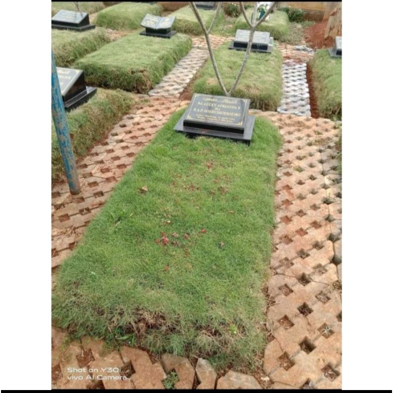 Rumput Jepang makam 1meter/Taman makam