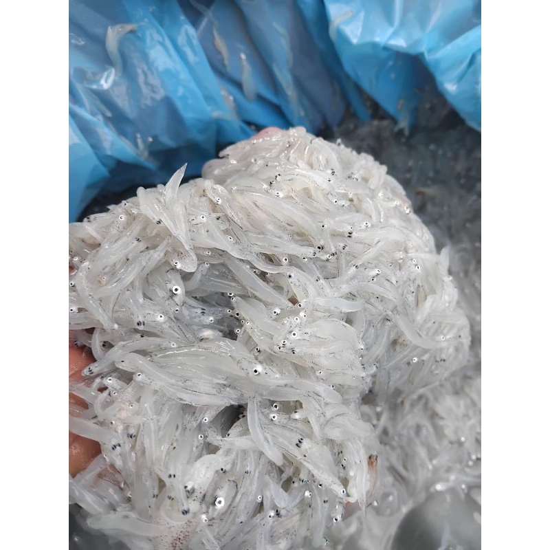 

Sukateri - Teri nasi basah MPASI Fresh 500 gram - cegah stunting sejak dini
