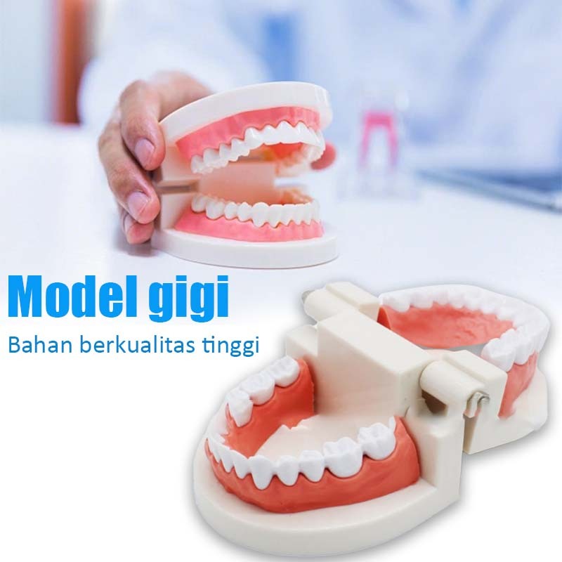 Model Study Gigi Abs Model Gigi Palsu Dental Model Phantom Gigi Lepasan Aksesoris Gigi