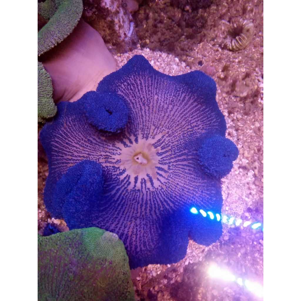Anemon Karpet UNGU - Purple Giant Carpet Anemone