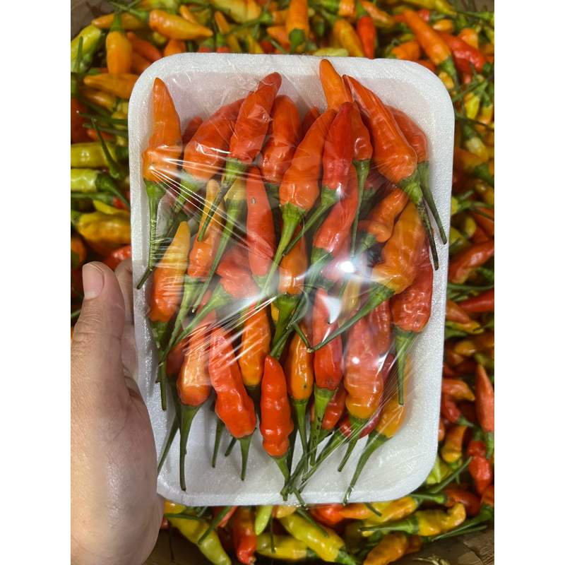 

cabe Fresh 8000 saja