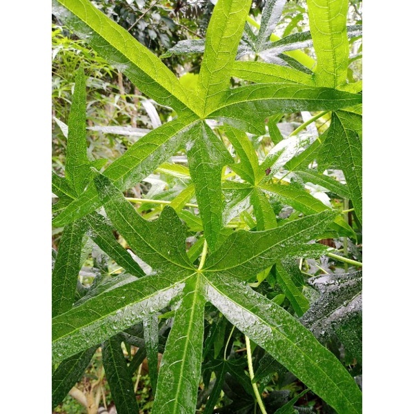 

Daun Gedi Herbal Fresh 500Gram