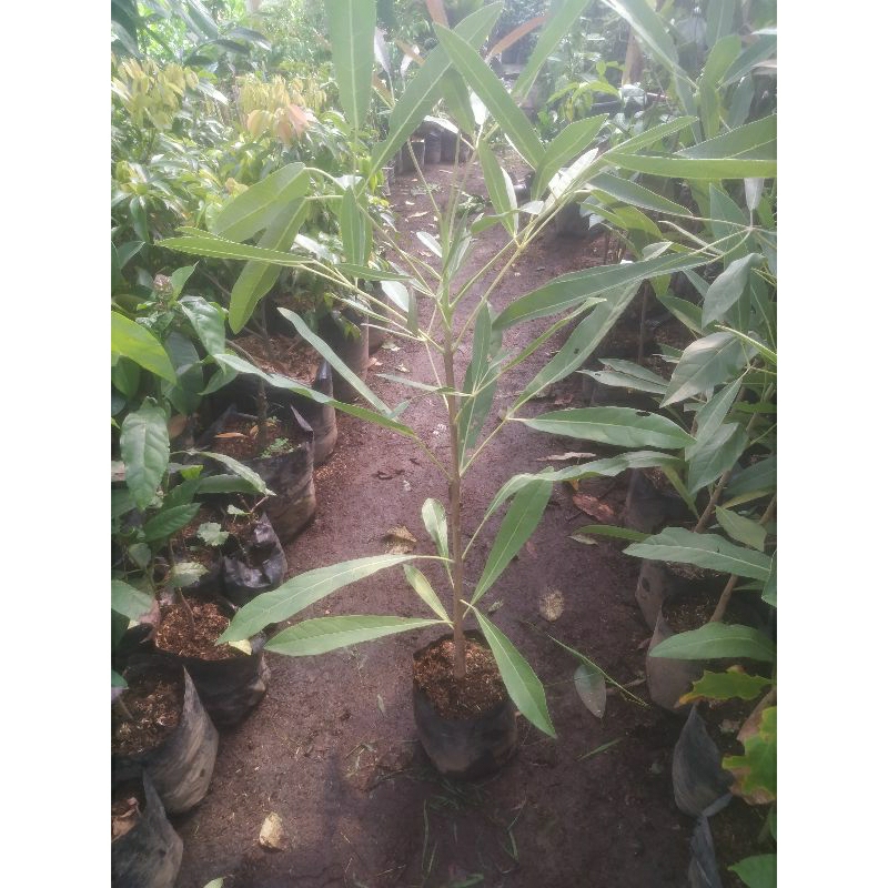 Pohon Tabebuya 1 meter