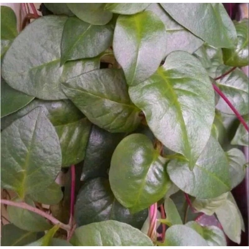 

Daun binahong segar, 100 lembar