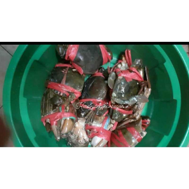 

Kepiting jantan hidup berkualitas 1kg isi 4/6 (bukan frozen)