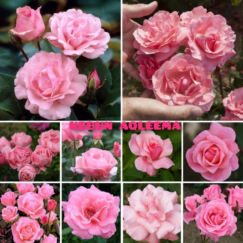 Mawar Import David Austin - Queen Elizabeth