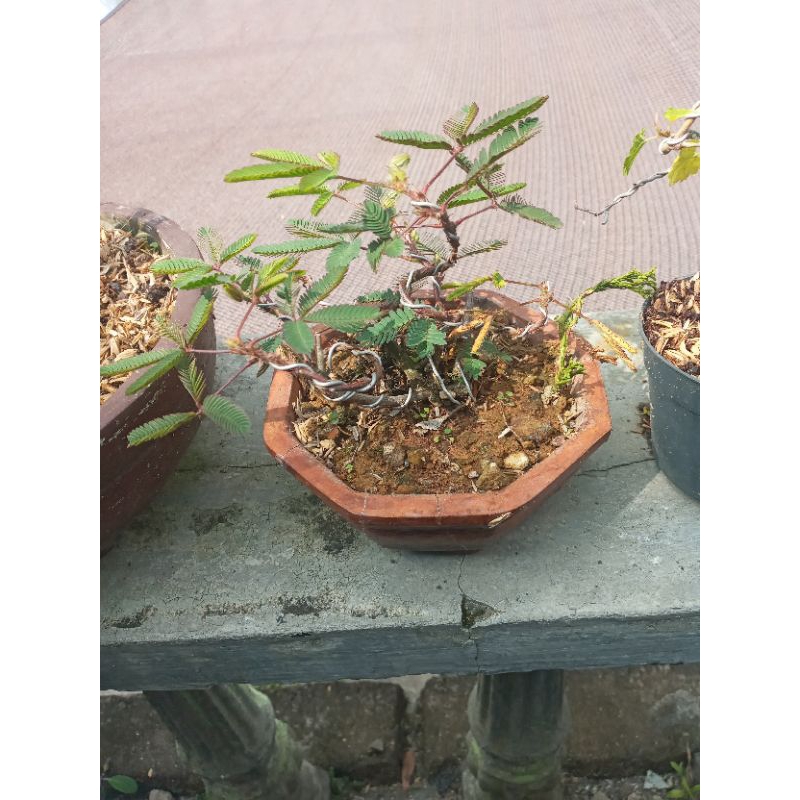 bonsai putri malu mame