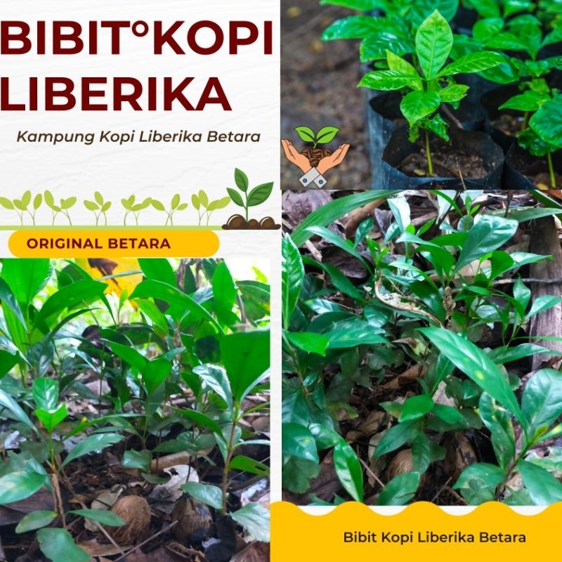 BIBIT CABUTAN KOPI LIBERIKA BETARA TANJAB BARAT