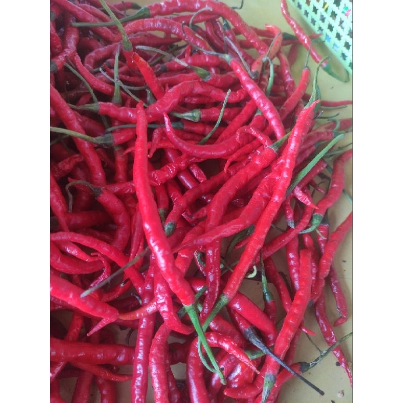 

cabe merah1/4