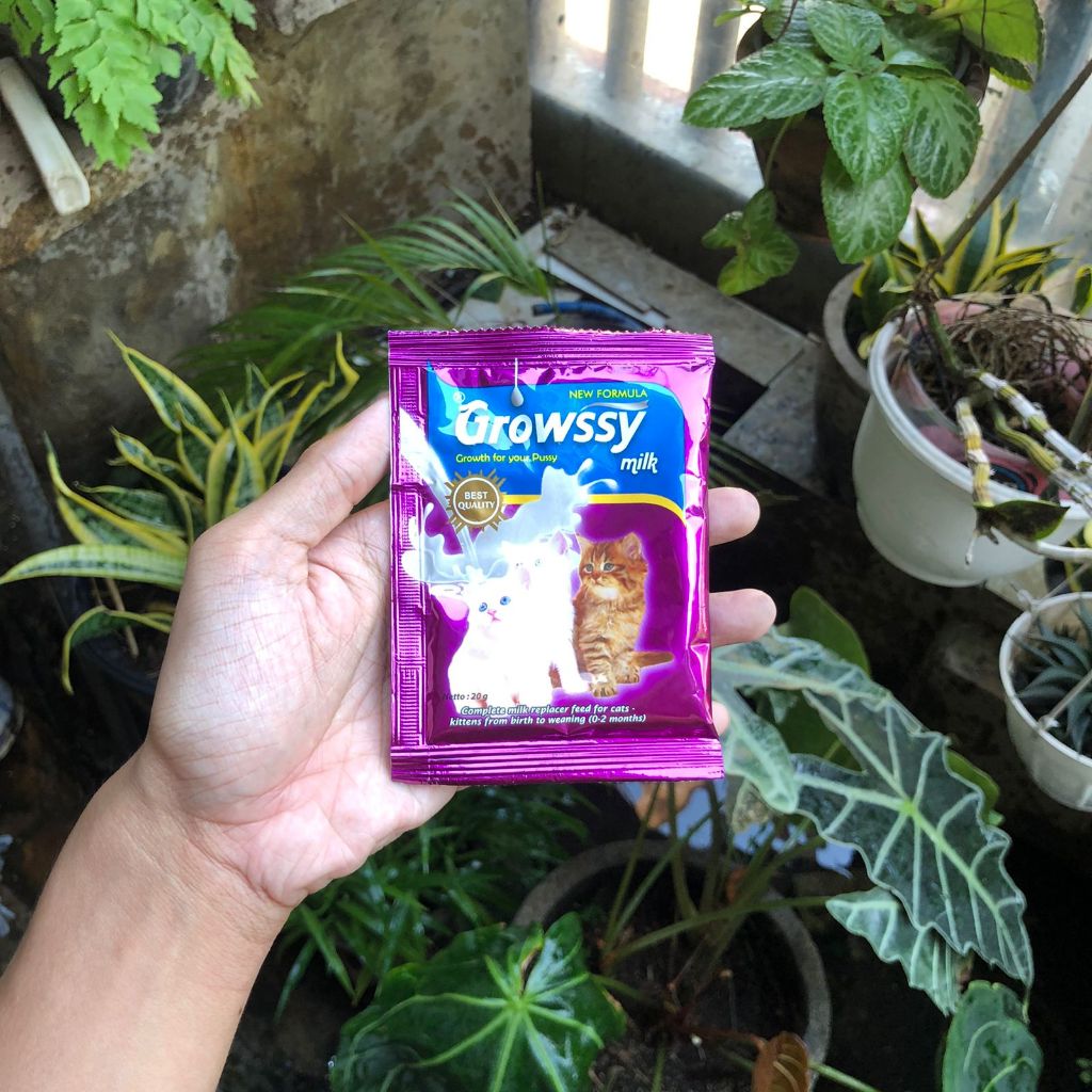 SUSU KUCING || GROWSSY || ANAKAN KUCING