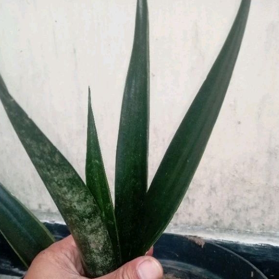 sansivera trifasciata black sprit lidah mertua