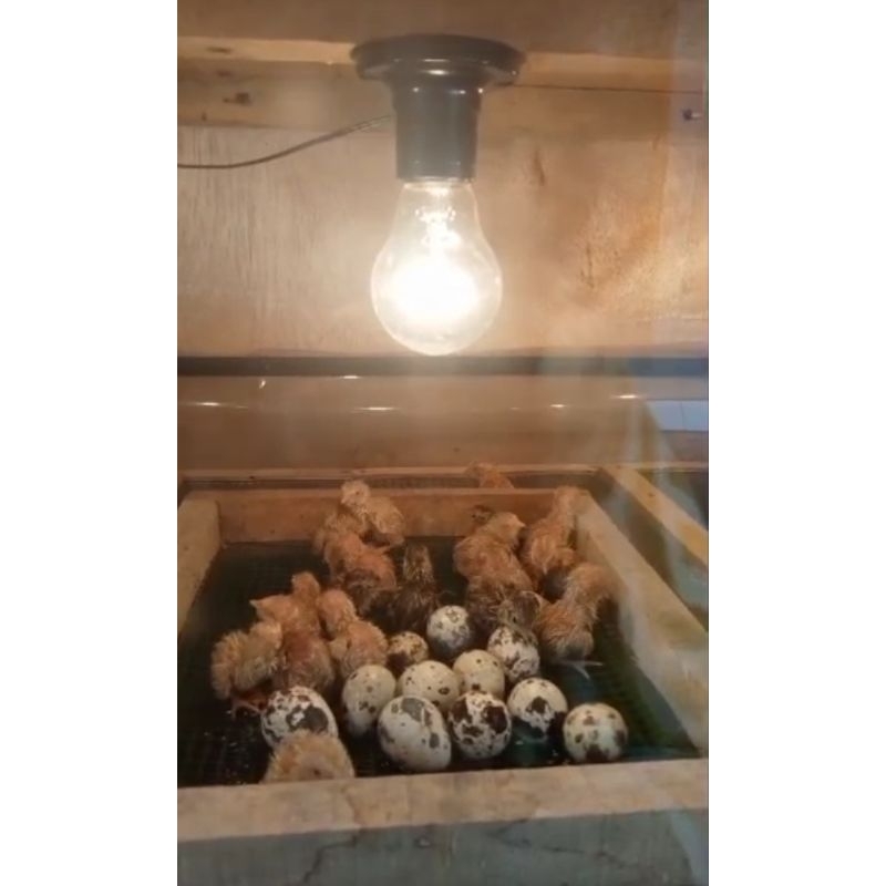 telur puyuh fertil albino mata merah