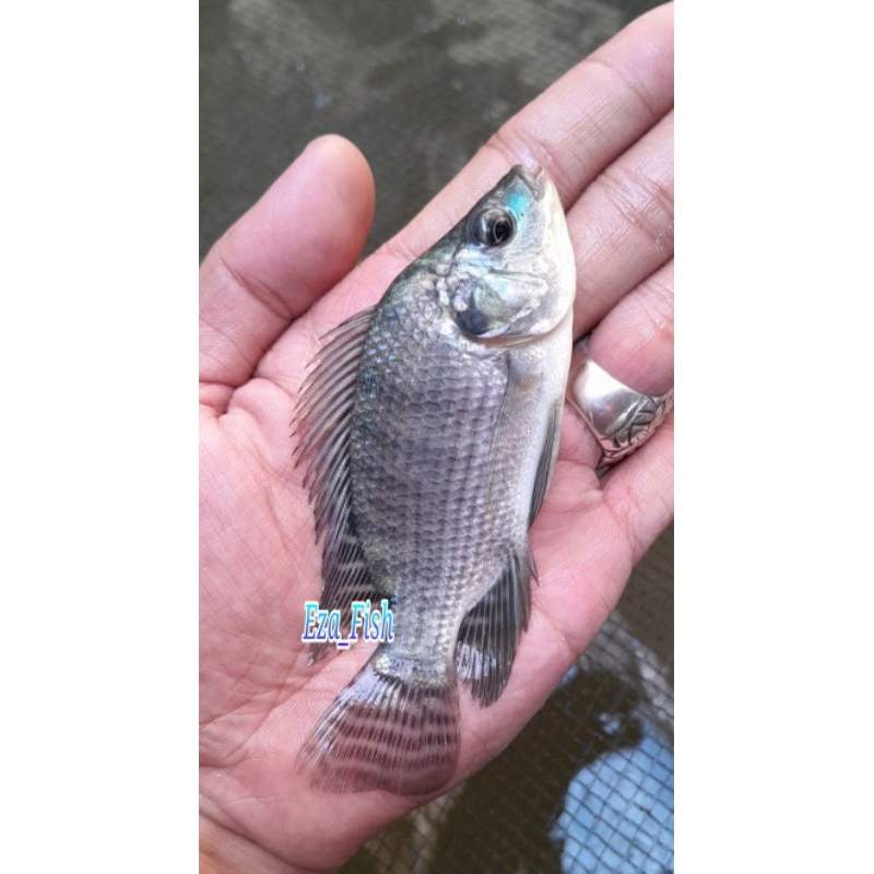 Bibit ikan nila hitam nirwana