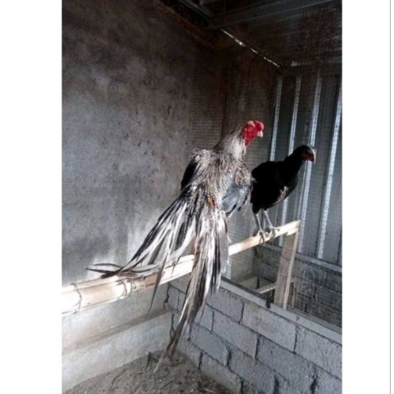 Telor Ayam Bangkok Ekor Lidi Telur Ayam Hias Fertil hanya untuk ditetaskan