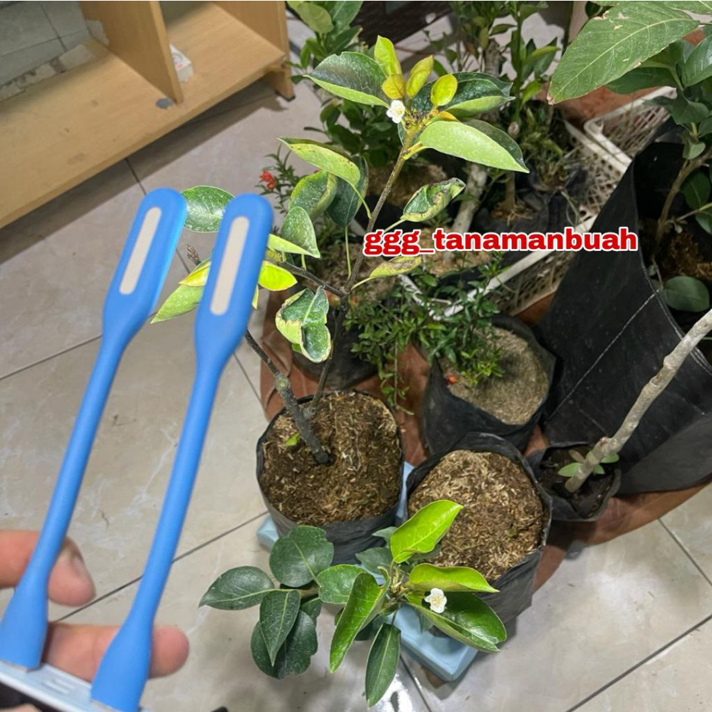 Bibit Buah Pir Sudah Berbunga SUPER SPESIAL LIVE 6.6