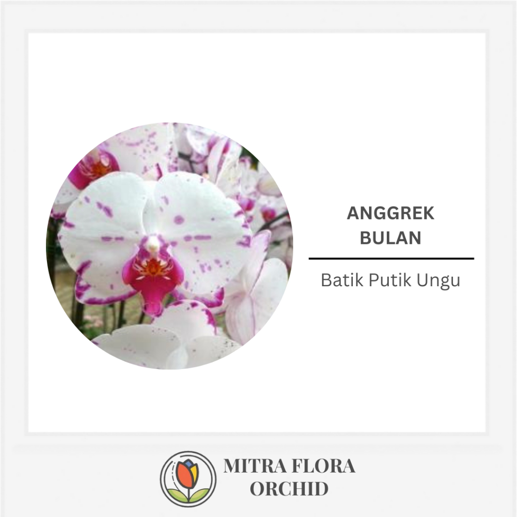 Anggrek Bulan Koleksi 2T Batik Putih Ungu
