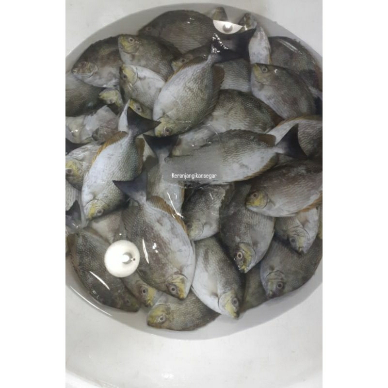 

Ikan baronang segar harian 1kg isi 4/5 (bukan frozen) free dibersihkan