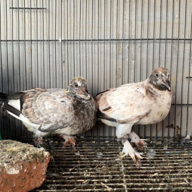 Burung Merpati Jembross warna Blorok Merpati Tinggian Kolong