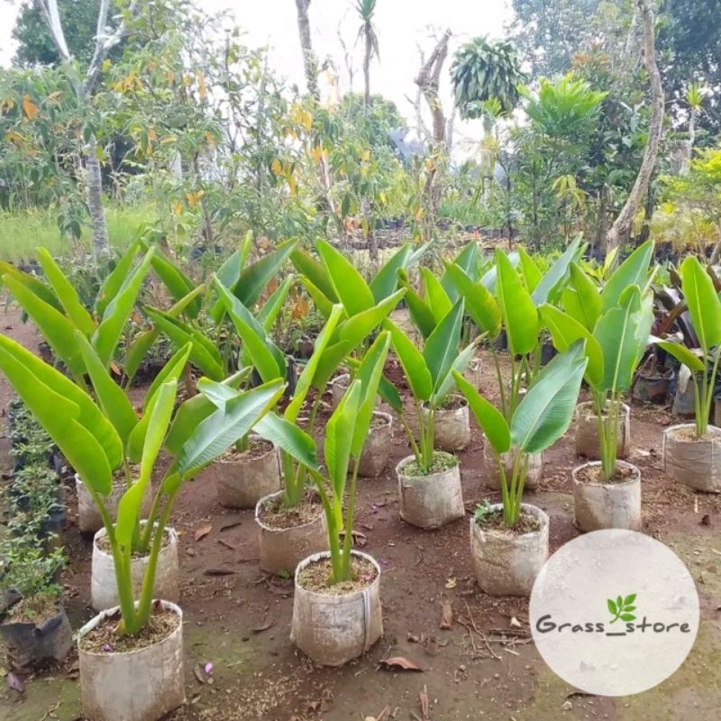 Tanaman Hias Pisang Kipas / Tanaman Calathea Pisang Kipas / Pohon Pisang Kipas Indoor Outdoor