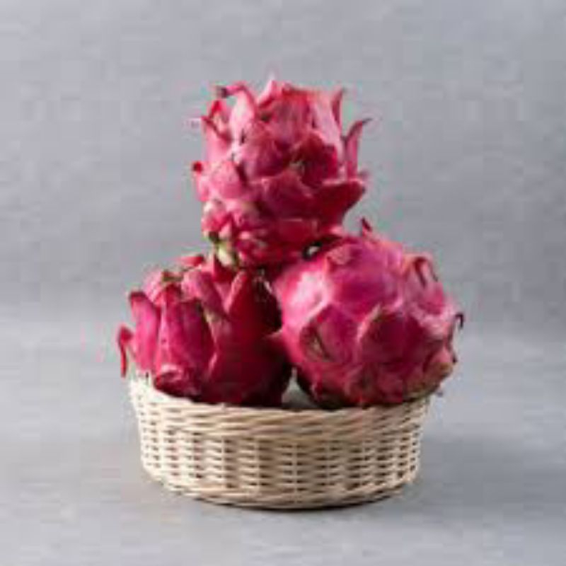 Bibit Pohon Buah Naga Merah Buah Lebat Dan Besar-besar