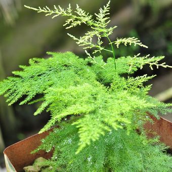 BUNGA CEMARA ASPARAGUS