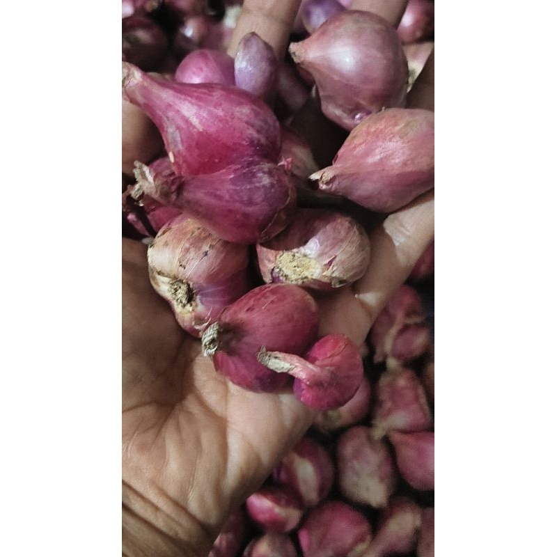 

Bawang merah murah