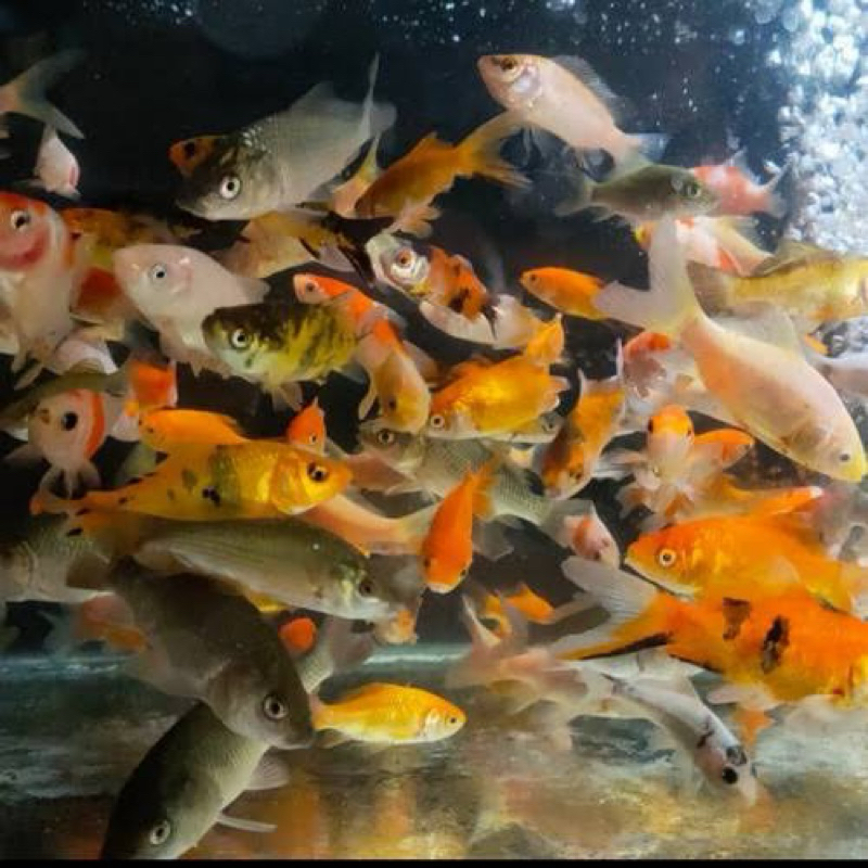 IKAN MAS PAKAN PREDATOR IKAN HIDUP BIBIT IKAN MAS SUDAH DI KARANTINA