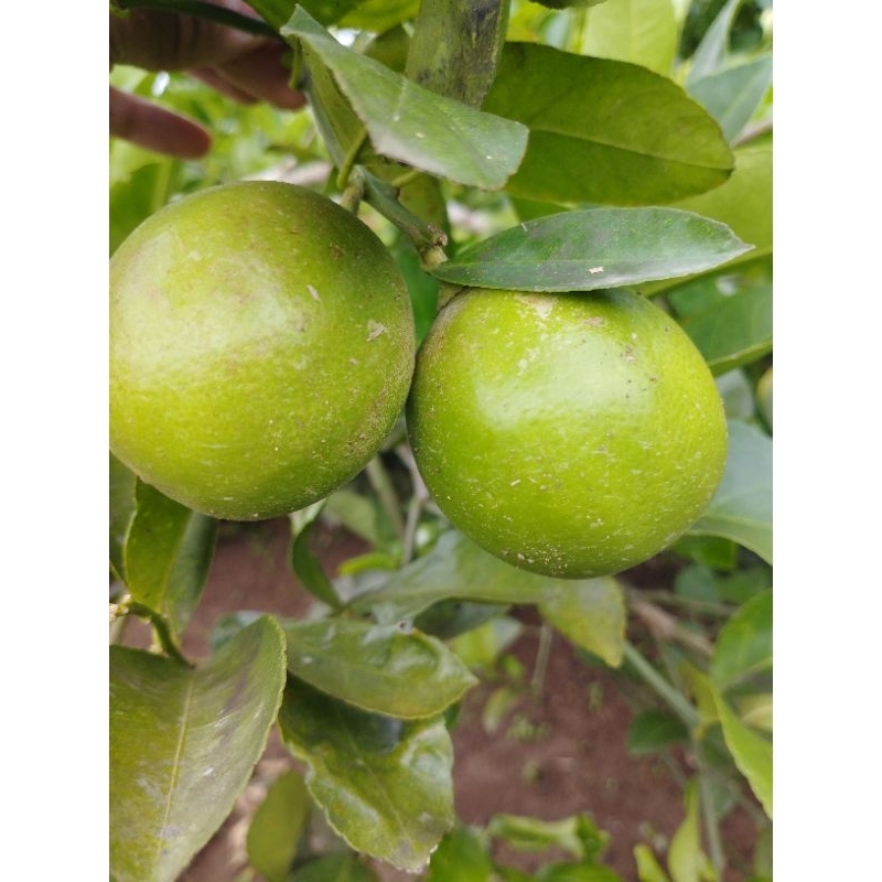 

Jeruk lemon California Orange Diet Langsing Kesehatan Kecantikan