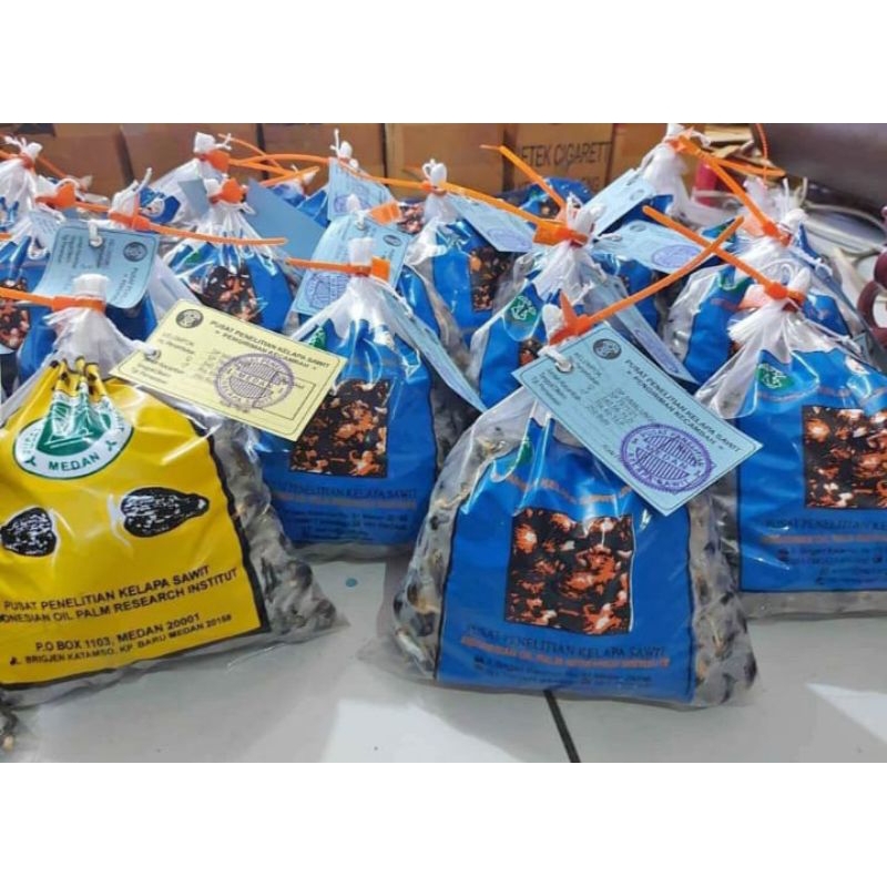 Bibit unggul jaya DXP Simalungun