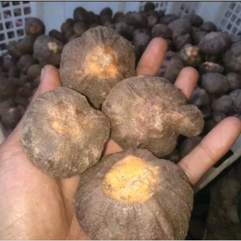 Bibit Katak Porang Kualitas Super 1kg isi 80-120 biji