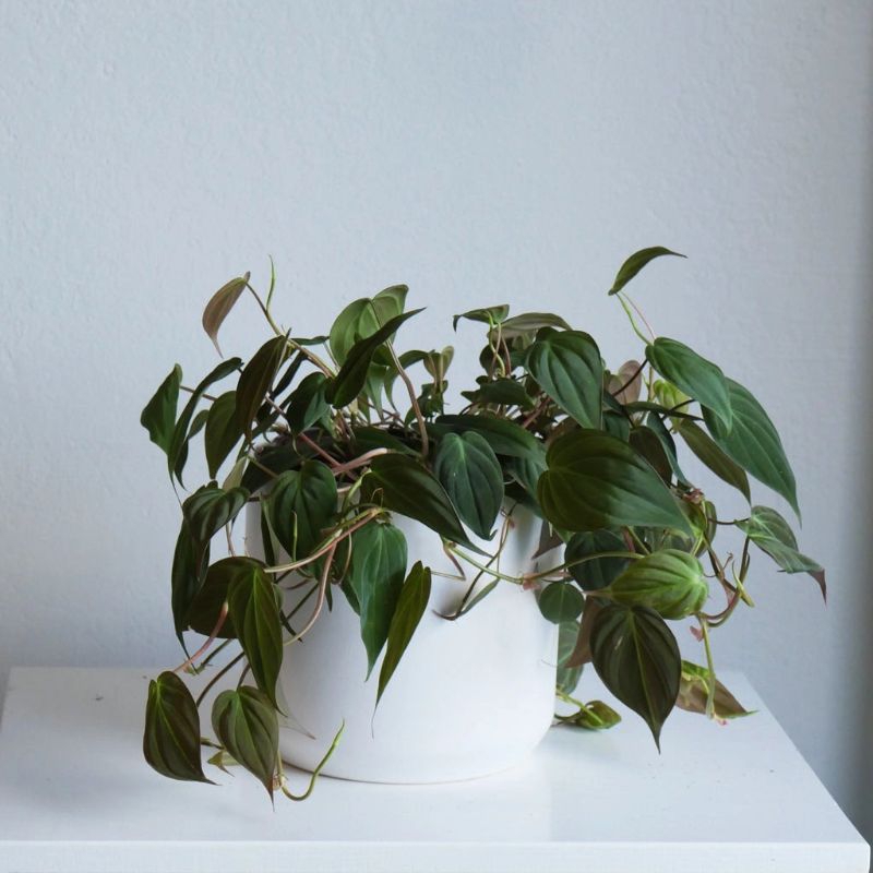 Tanaman Hias Hidup Gantung Pilodendron Mican Rambat Philodendron micans