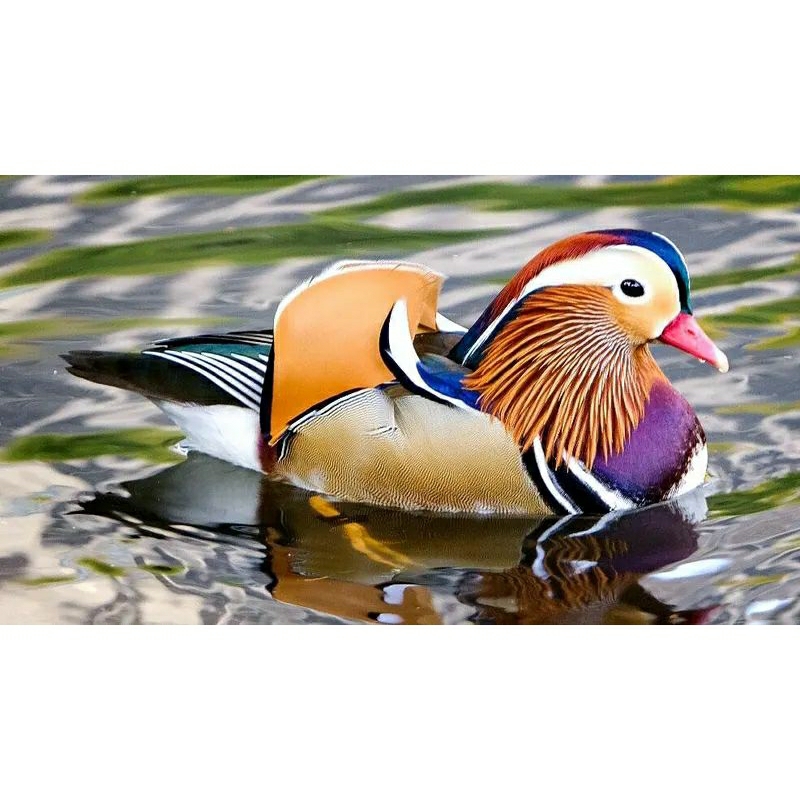 Bebek mandarin bebek unik dijual