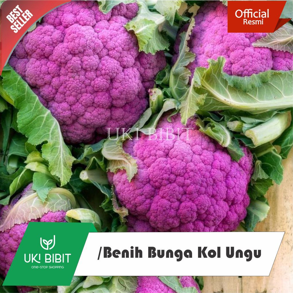 ( 5 Butir ) Benih Biji Bunga Kol Ungu | Kembang Kol Ungu | Kol Bunga