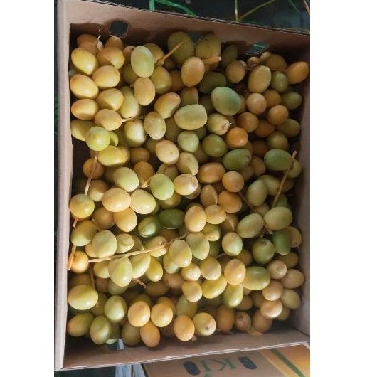

kurma muda promil 1 kg barhee kemuning