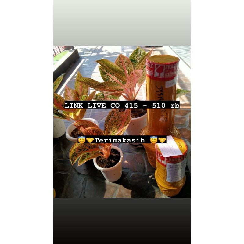 LINK LIVE CO 415 - 510