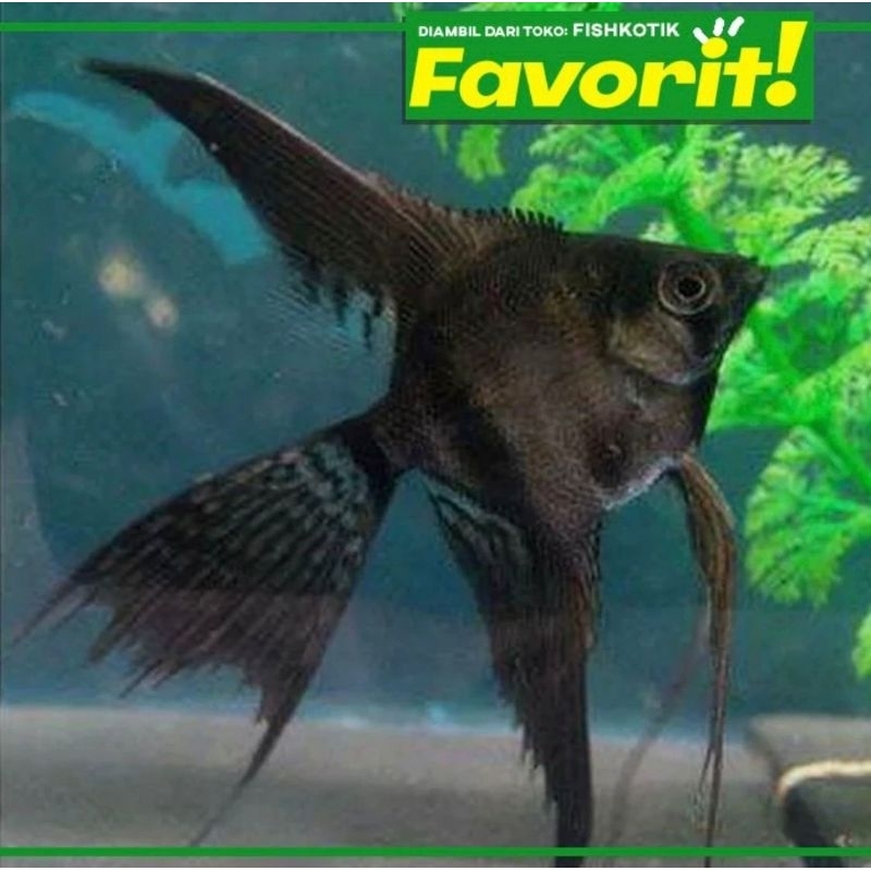 Paket koloni (isi 10) Manfish Black Slayer Ikan Hias Aquascape Hiasan Aquarium Tanaman Air