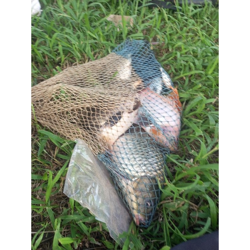 umpan ikan tawes tombro nila patin bawal