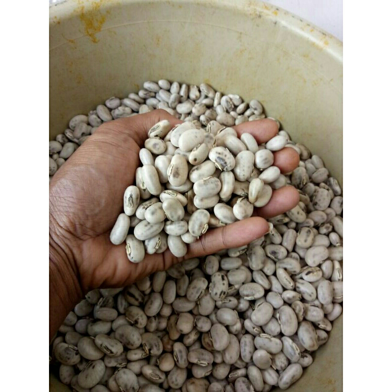 

Biji kacang koro benguk 1kg (Mucuna pruriens)