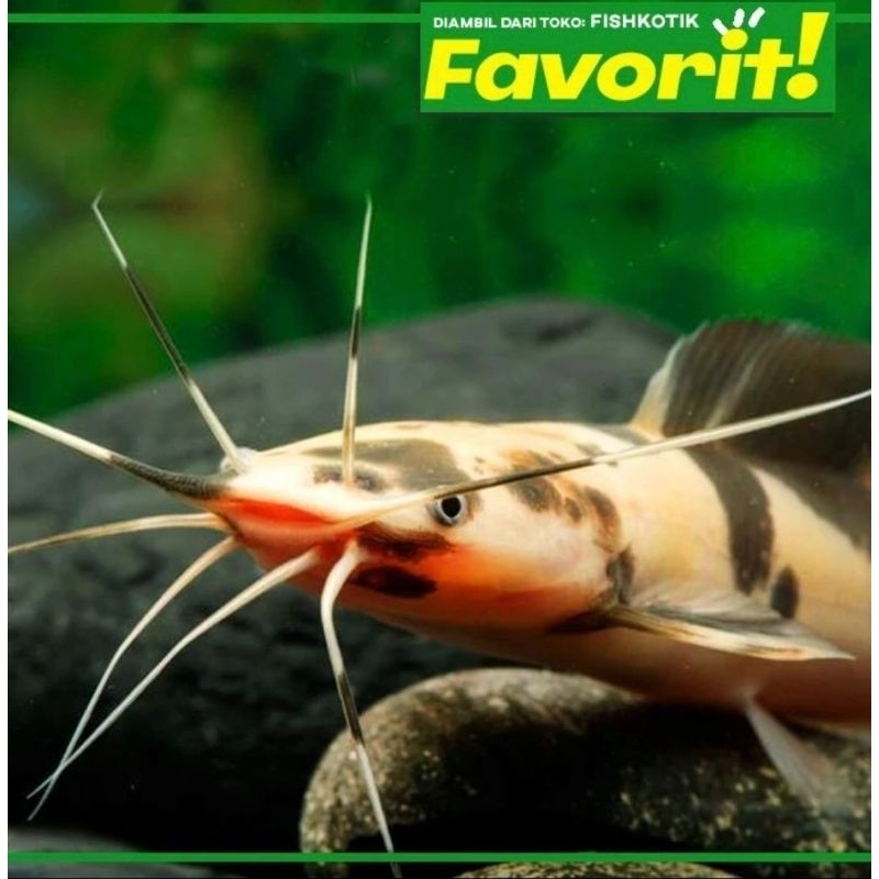 Lele Sapi Belang (L) Clarias Catfish Ikan Hias Aquarium Aquascape