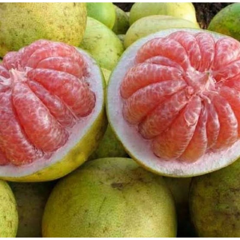 bibit jeruk pamelo/jeruk bali kondisi sudah berbuah