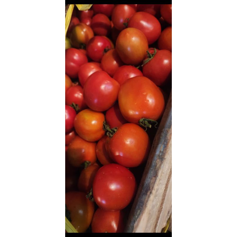 

Tomat merah