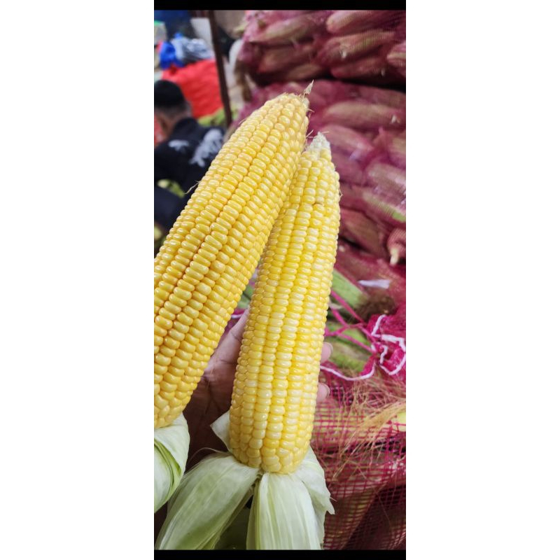 

Jagung manis