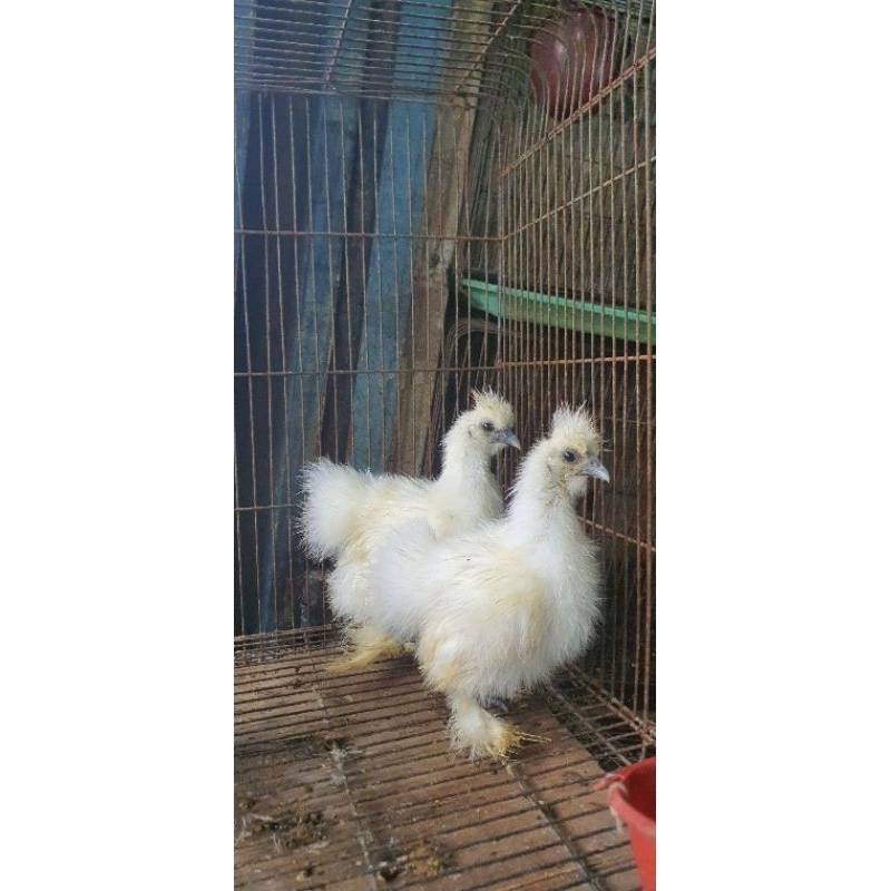 ANAKAN AYAM HIAS AMERICAN SILKIE