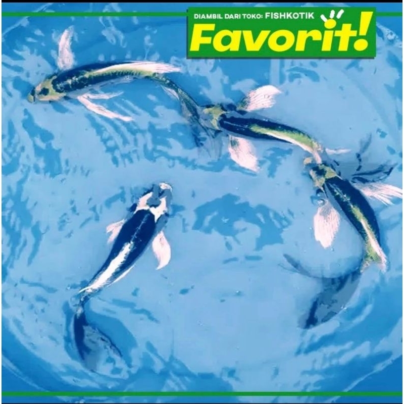 Baby Koi Kabuto Platinum Slayer Ikan Hias Kolam Aquarium Aquascape