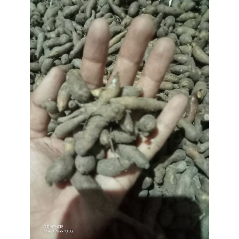 bibit kentang klici / kentang hitam yang kecil kecil 1kg